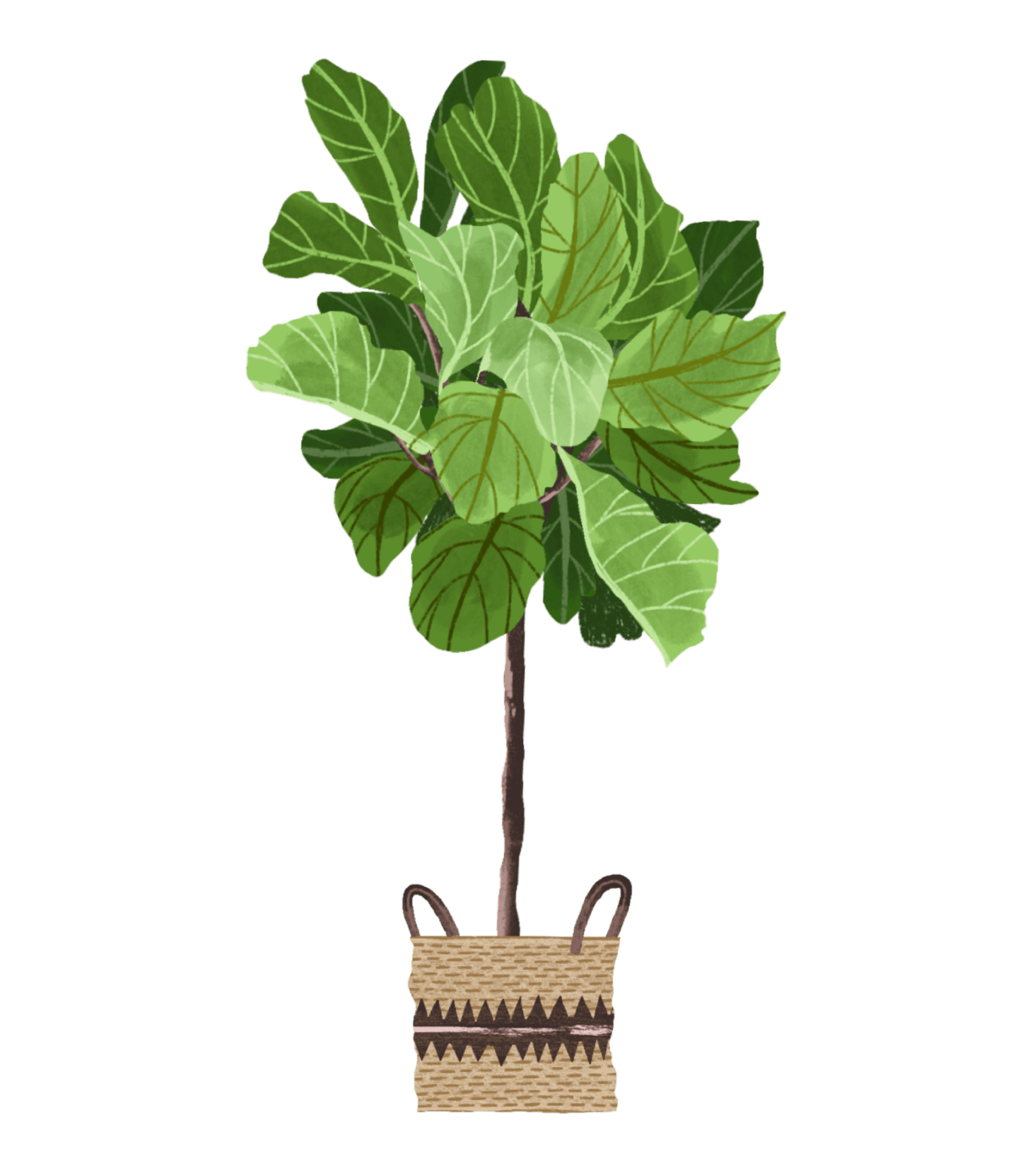 Fiddle Leaf Fig Plant Care Guide